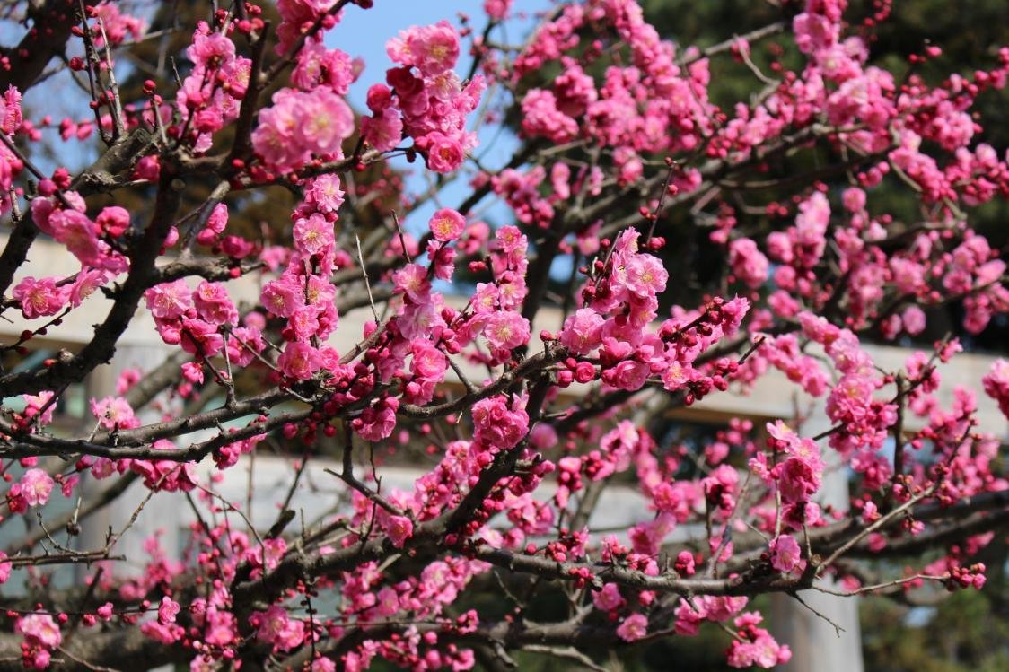 🏯 토비야마 성터 공원 (토비야마죠시세키코엔) 이미지 8